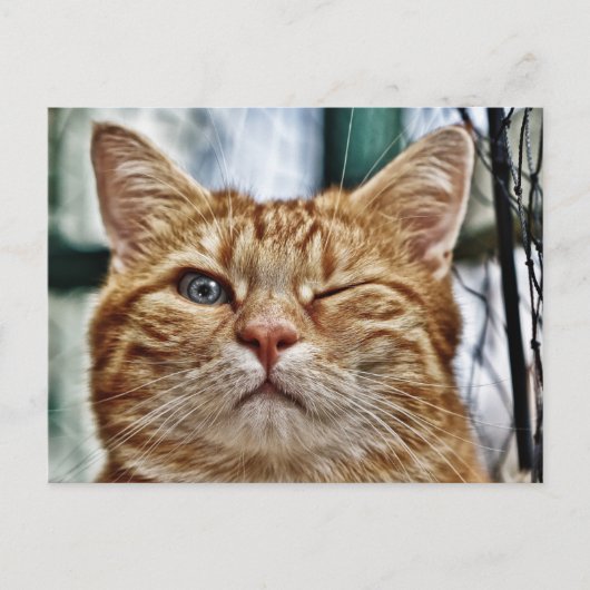 スタンダードポストカード ポストカード (正面)