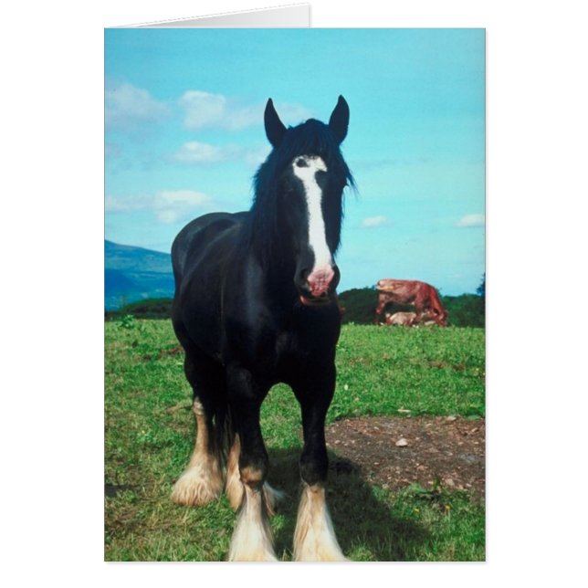 スタンディングシャイア (正面)