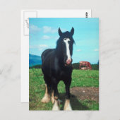 スタンディングシャー ポストカード (正面/裏面)