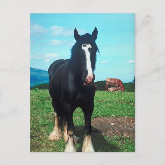 スタンディングシャー ポストカード (正面)