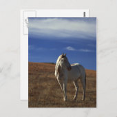スタンディングホース ポストカード (正面/裏面)