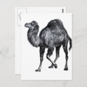 スタンディングラクダ足ヴィンテージ動物スケッチ ポストカード (正面/裏面)