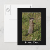 スタンド・トール・マーモット・ポストカード ポストカード (正面/裏面)