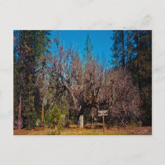 スタンフォード交差点….. ポストカード (正面)