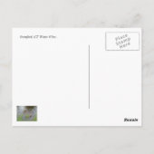 スタンフォードCTウォータービューポストカード… ポストカード (裏面)