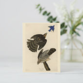 スタンリー（クーパーの）ホーク・オードボンのアメリカの鳥 ポストカード (スタンド正面)