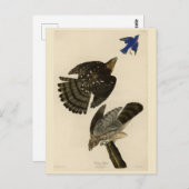 スタンリー（クーパーの）ホーク・オードボンのアメリカの鳥 ポストカード (正面/裏面)