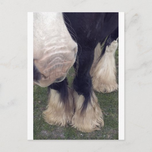 スタンリー ポストカード (正面)