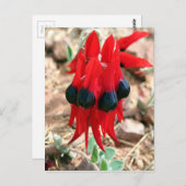 スターのデザートエンドウの花 ポストカード (正面/裏面)