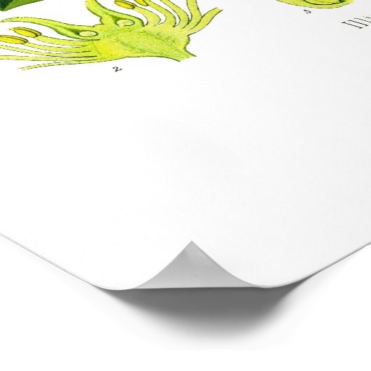 スターアニス ポスター (角)