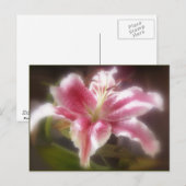 スターガゼルリリー#14 ポストカード (正面/裏面)