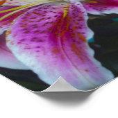 スターガーザーリリーピンク&マゼンタ ポスター (角)