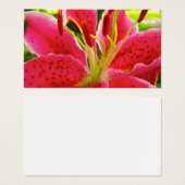 スターガーザーリリー (正面&裏面)