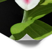 スターガーザーリリー ポスター (角)