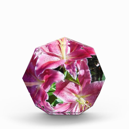 スターガーゼリリー フォトブロック (正面)