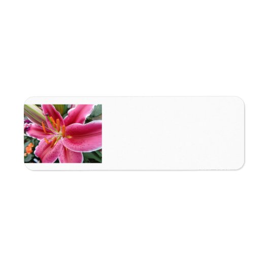 スターガー ラベル (正面)