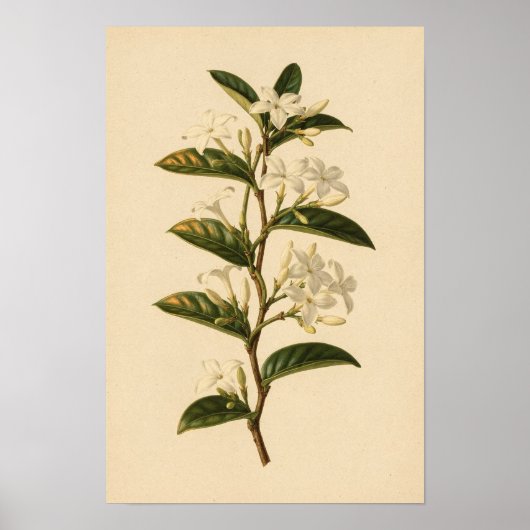 スタージャスミンの植物学的研究 | 12 × 18 ポスター (正面)
