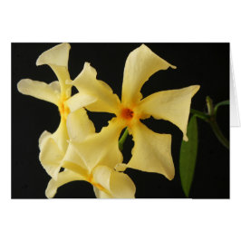 スタージャスミンフラワーgcm