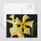 スタージャスミンフラワーpccnm ポストカード (正面/裏面)