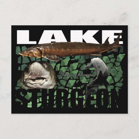 スタージョン湖 – コラージュ – はがき (正面)