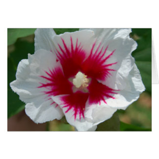 スターバストの花カード