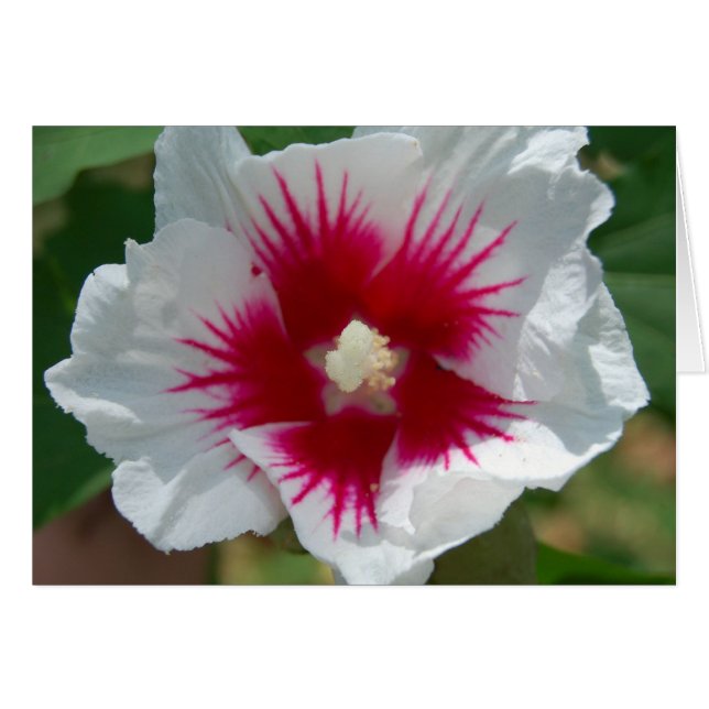 スターバストの花カード (正面横)