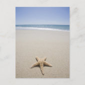 スターフィッシュオンビーチバイアトランティック海 ポストカード (正面)