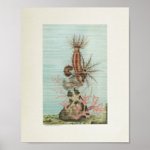 スターフィッシュコーラルカラーアートプリントマリンライフ ポスター