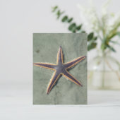 スターフィッシュパープルシースターオンビーチ ポストカード (スタンド正面)