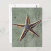 スターフィッシュパープルシースターオンビーチ ポストカード (正面/裏面)