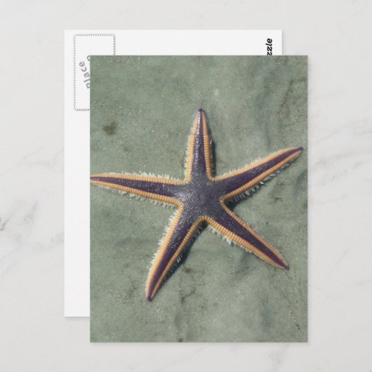 スターフィッシュパープルシースターオンビーチ ポストカード (正面/裏面)