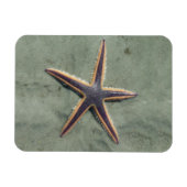 スターフィッシュパープルシースターオンビーチ マグネット (横)