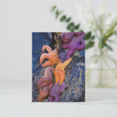 スターフィッシュピスターオークレウス&オークレシースター ポストカード (スタンド正面)