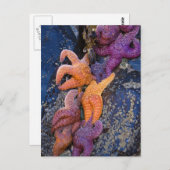 スターフィッシュピスターオークレウス&オークレシースター ポストカード (正面/裏面)