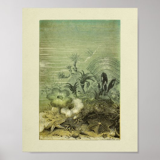 スターフィッシュマリンライフカラーアートプリント ポスター (正面)