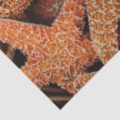 スターフィッシュ写真のデコパージュ 薄葉紙 (詳細)