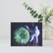 スターフィッシュ&アネモン ポストカード (スタンド正面)