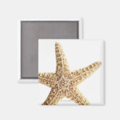 スターフィッシュ マグネット (正面/裏面)