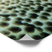 スターフィッシュ |紅海 ポスター (角)