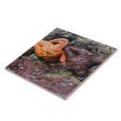 スターフィッシュatボブクリークOR タイル (側面)