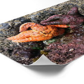 スターフィッシュatボブクリークOR ポスター (角)