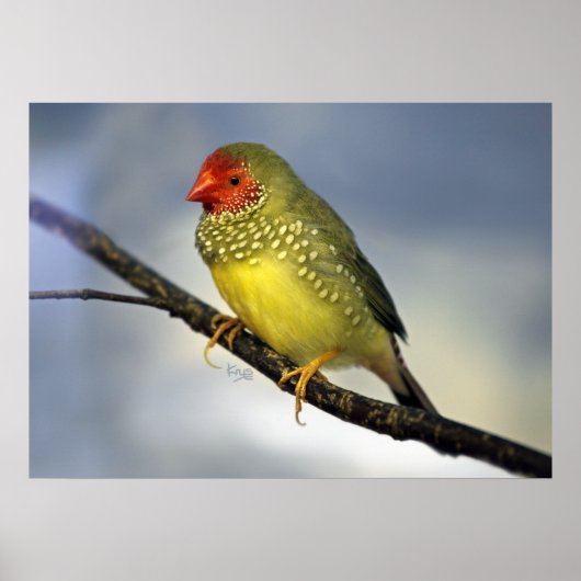 スターフィンチプリント ポスター (正面)