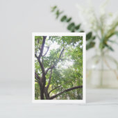 スターフルーツツリー ポストカード (スタンド正面)