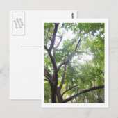 スターフルーツツリー ポストカード (正面/裏面)