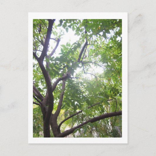 スターフルーツツリー ポストカード (正面)