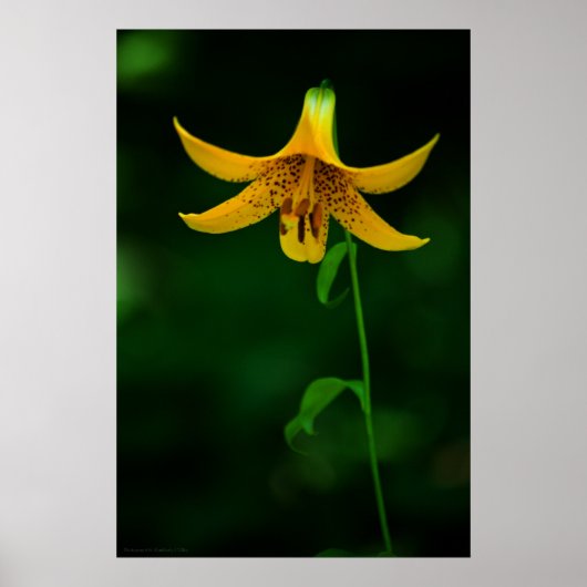 スターポーズプリント ポスター (正面)