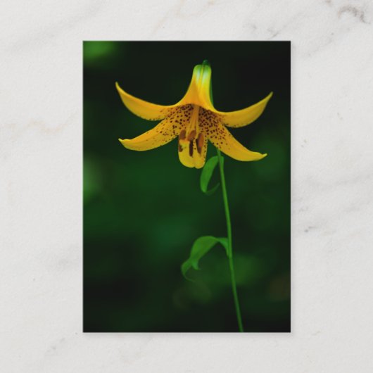 スターポーズミニプリント 名刺 (正面)