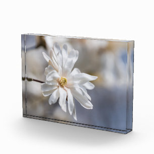 スターマグノリアの花 フォトブロック