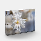 スターマグノリアの花 フォトブロック (左)