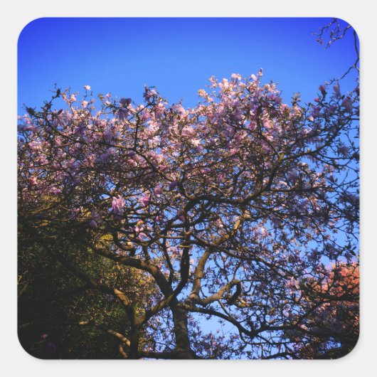 スターマグノリアステッカー スクエアシール (正面)